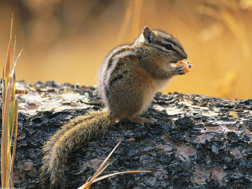 Cutest Chipmunk